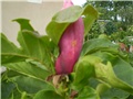 magnolija